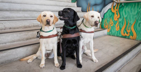 Meet and greet a Guide Dog